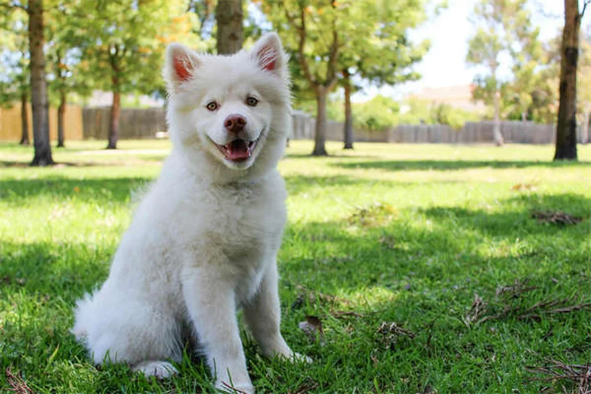 犬にイブプロフェンは危険！絶対にNGな理由と安全な痛み止め