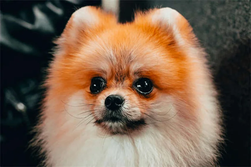 犬のマダニの取り方|安全に確実に取り除く5ステップと予防法