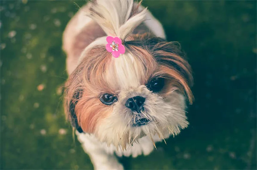 犬にペプトビスマルは大丈夫?獣医師が解説する正しい使い方と危険な副作用