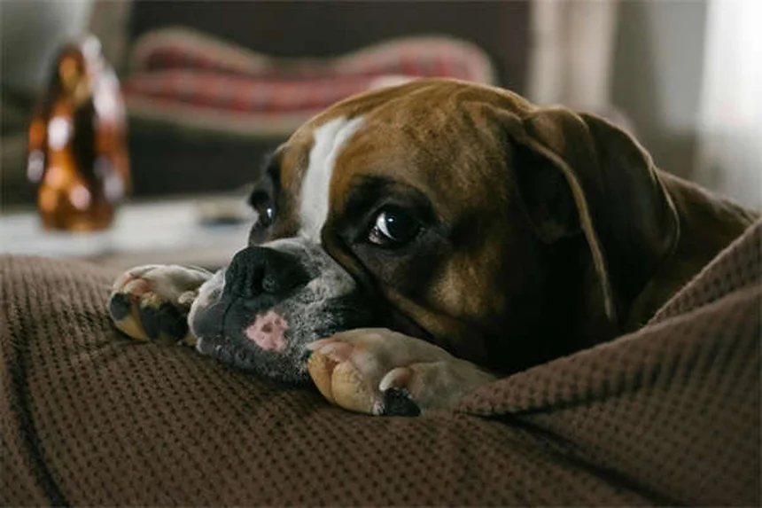 犬の腹腔内出血（ヘモアブドメン）とは？症状から治療まで完全解説