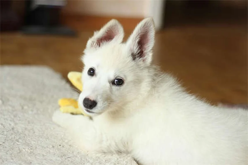 犬の腹腔内出血（ヘモアブドメン）とは？症状から治療まで完全解説