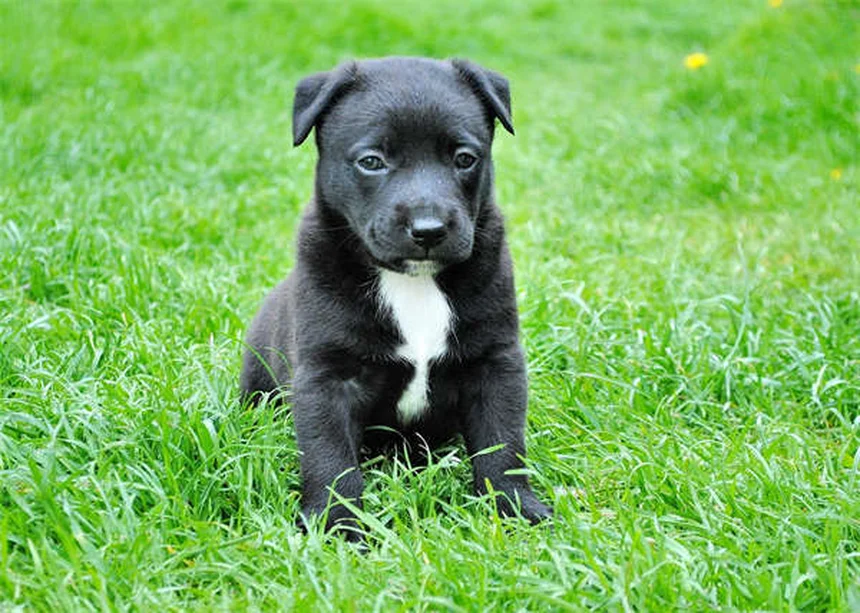 チューブアネモネの飼育法|初心者でも失敗しない5つのコツと混泳の注意点