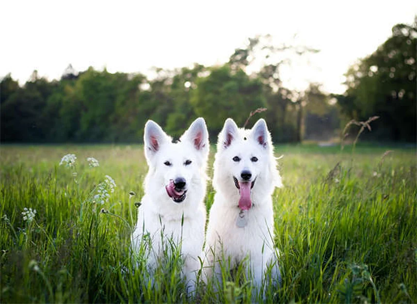 犬が頭を振るのはなぜ?考えられる7つの原因と対処法