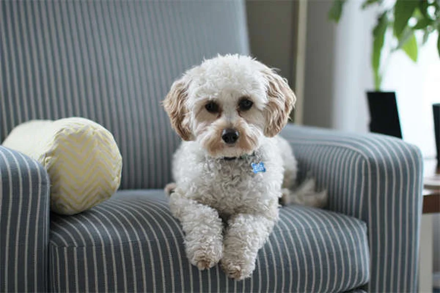 犬が土を食べる原因と対処法｜突然の行動には要注意！