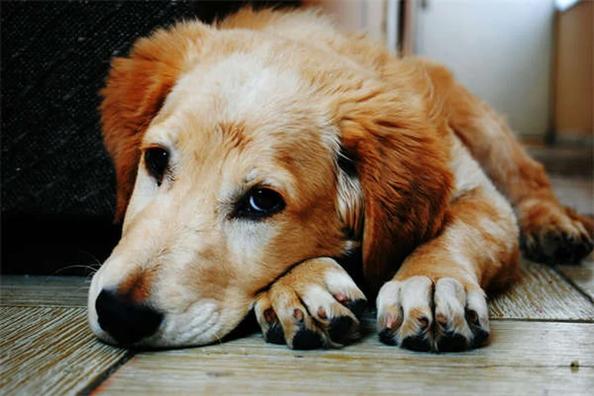 犬が吐いた後のご飯のあげ方|絶食から回復食まで完全ガイド