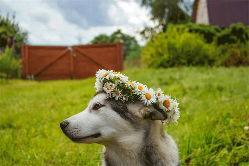 子犬がかかりやすい病気7選｜症状・予防法から緊急時の対処法まで