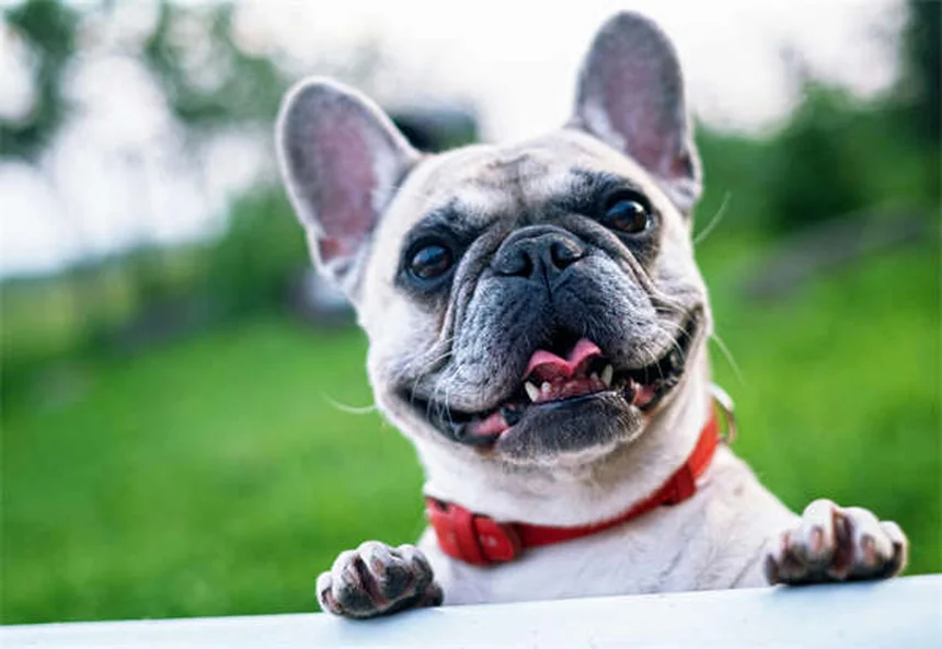 犬のうんちの放置は危険！庭を安全にする5つの鉄則と意外なリスク