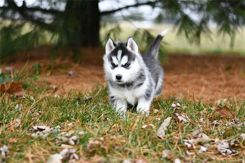 犬のうんちの放置は危険！庭を安全にする5つの鉄則と意外なリスク