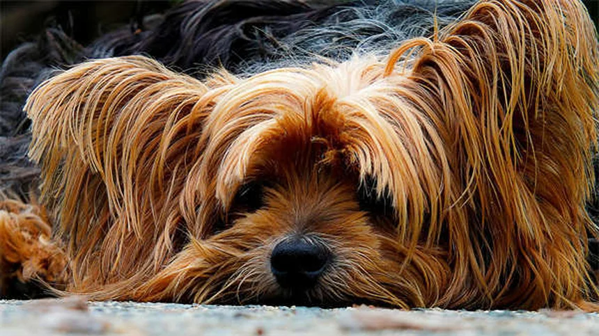 犬のうんちの放置は危険！庭を安全にする5つの鉄則と意外なリスク