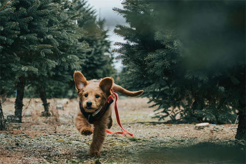 犬の吐出とは？嘔吐との違いと原因・対処法を獣医師が解説