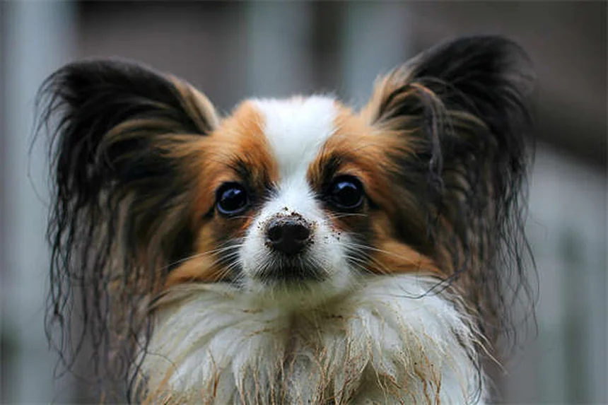 犬のシャンプー頻度は？犬種・年齢・季節で変わる正解とプロのアドバイス