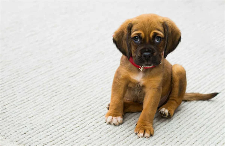 アイルランドの犬8選｜幸運を呼ぶ犬種の特徴と飼い方を徹底解説