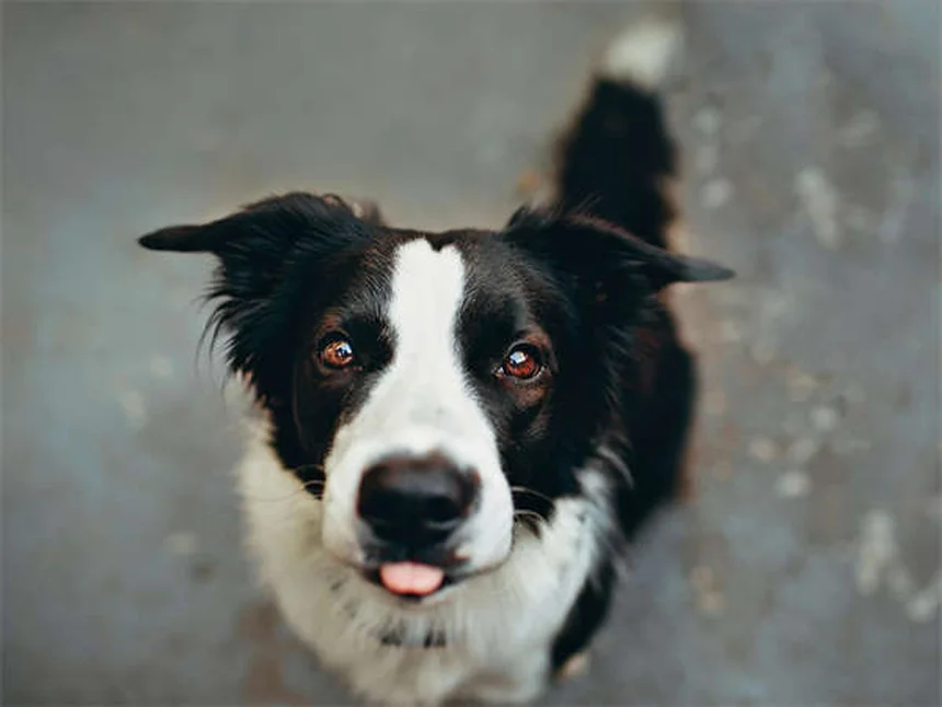 犬・猫の骨の病気5つを解説！症状から治療法、自宅ケアまで