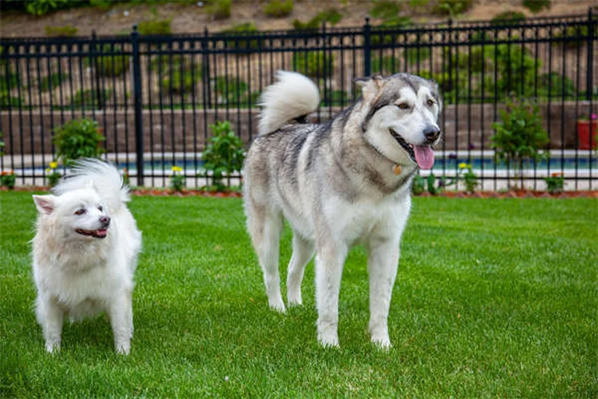 犬のしこり・こぶ完全ガイド：良性と悪性の見分け方から治療法まで