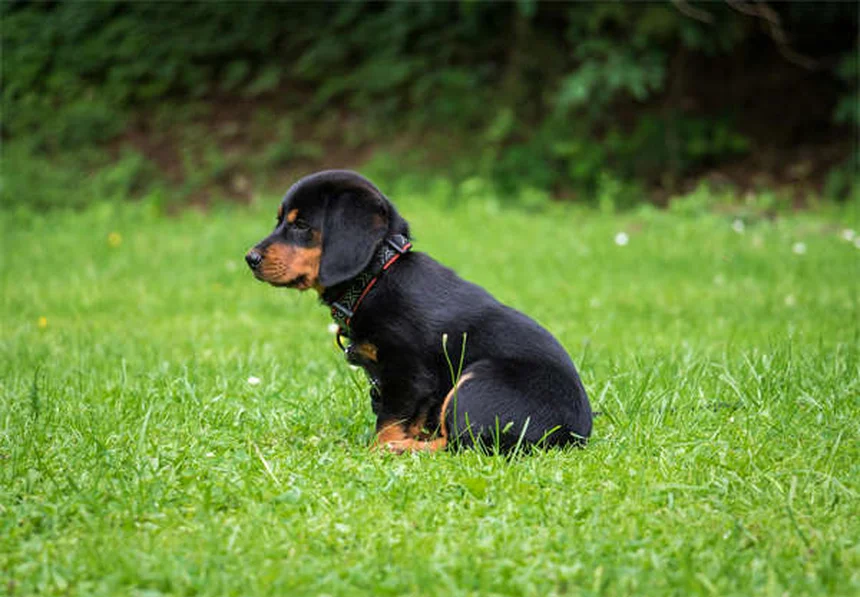 【実体験】犬の退屈解消に！心理的刺激を与える9つの無料方法