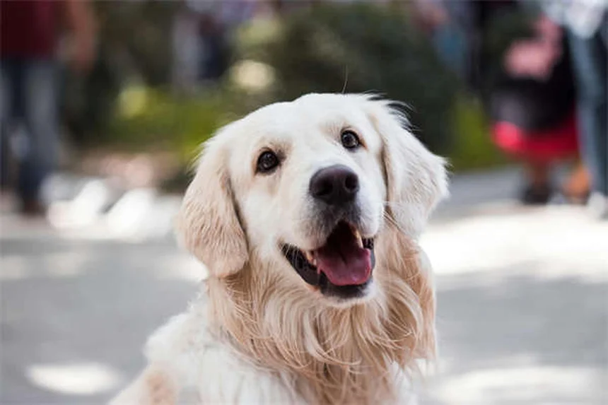 【実体験】犬の退屈解消に！心理的刺激を与える9つの無料方法