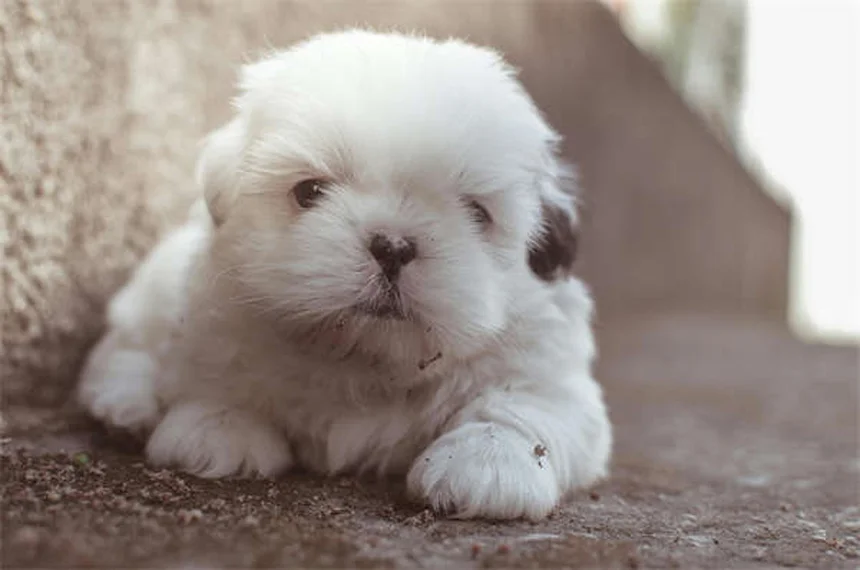 【実体験】犬の退屈解消に！心理的刺激を与える9つの無料方法