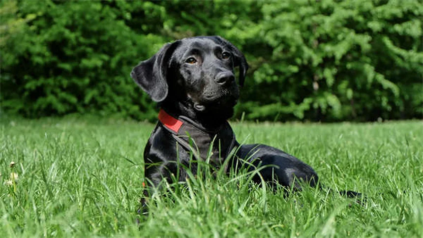 ペニシリンを犬猫に使う前に知っておきたい5つの安全ポイント