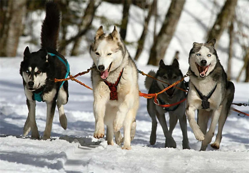 ペニシリンを犬猫に使う前に知っておきたい5つの安全ポイント