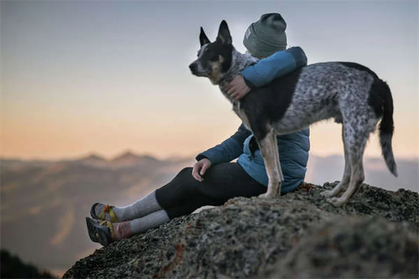 犬に多いダニ8種類の見分け方と症状・予防法を経験者が解説