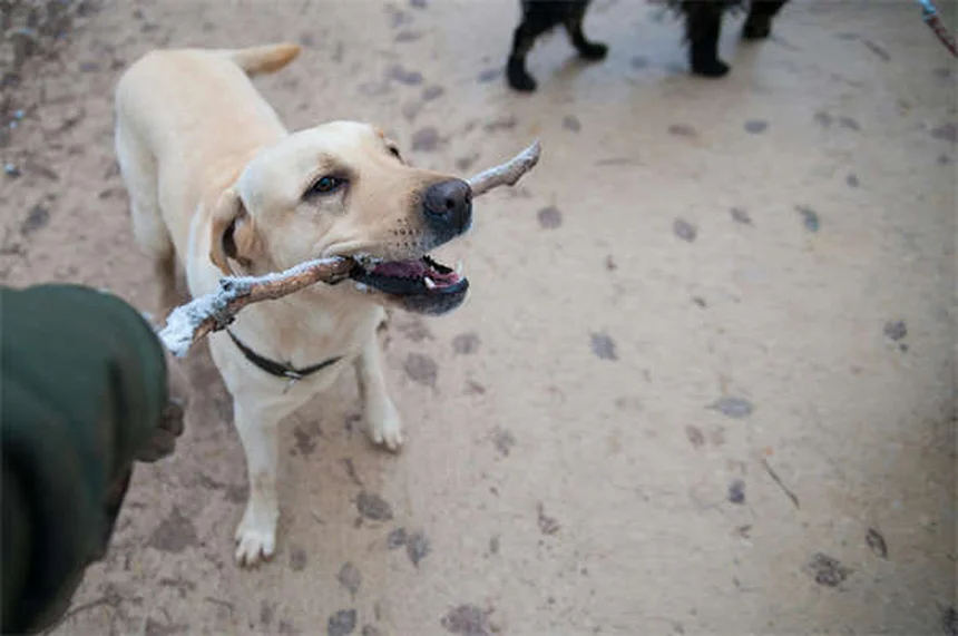 犬に多いダニ8種類の見分け方と症状・予防法を経験者が解説