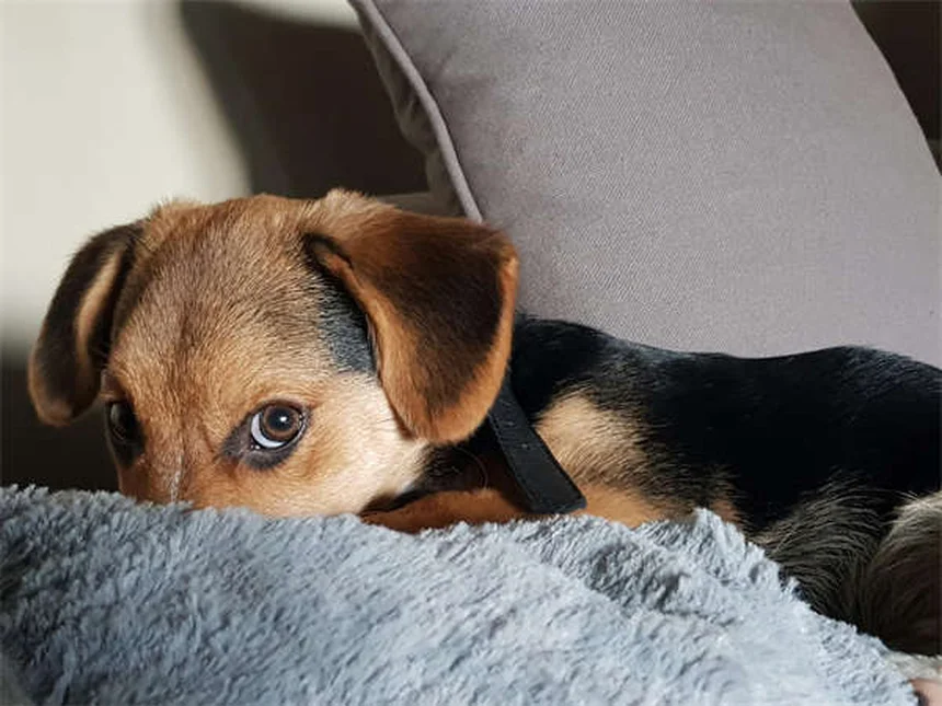 犬に多いダニ8種類の見分け方と症状・予防法を経験者が解説