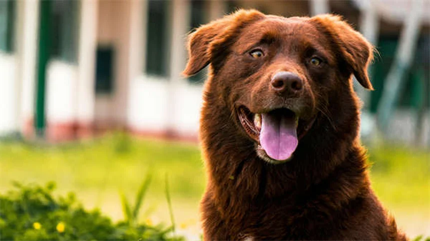 犬の脊髄空洞症・キアリ様奇形の症状と治療法まとめ