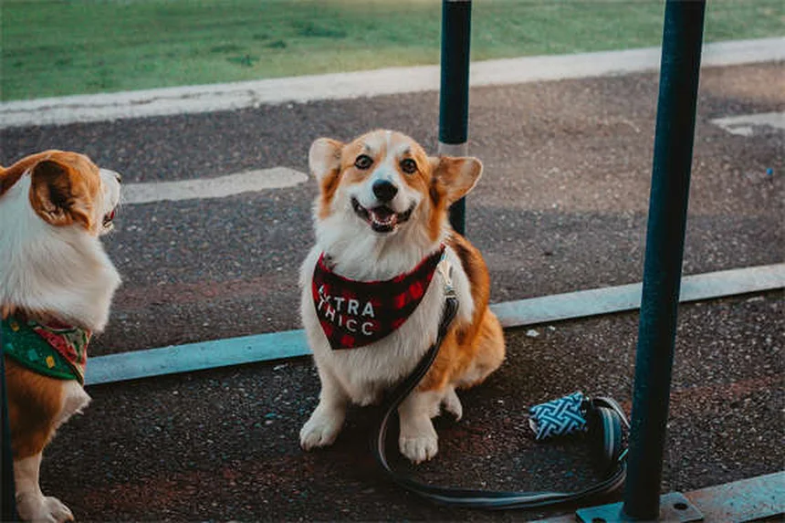 子犬の成長停滞、よくある誤解と解決策