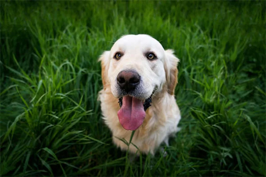 老犬のトレーニングは効果的な遊びで新しいことを覚えられる