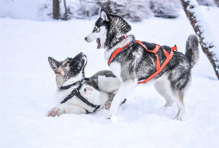子犬のノミ・マダニ治療はいつから？正しい開始時期と選び方