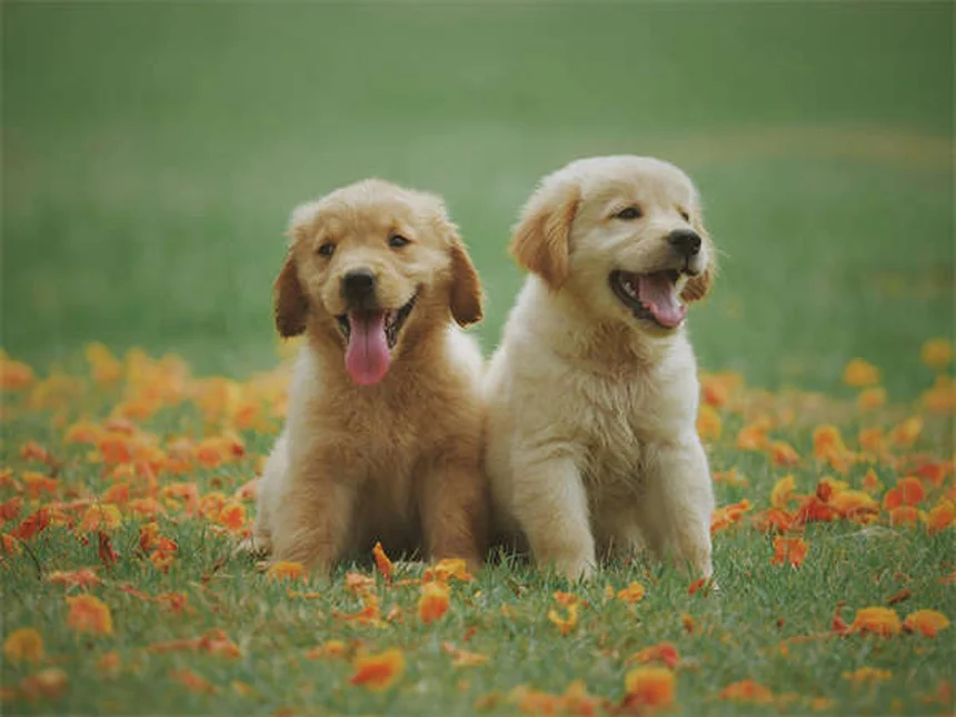 子犬のノミ・マダニ治療はいつから？正しい開始時期と選び方