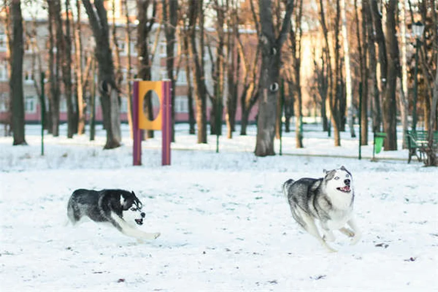 犬が家族の一員かどうか見分ける10のサイン