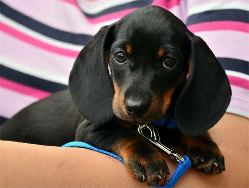 犬が家族の一員かどうか見分ける10のサイン