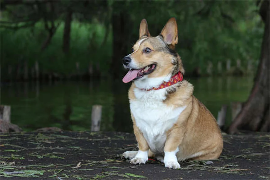獣医師監修！犬用メロキシカムの副作用と安全な使い方のコツ