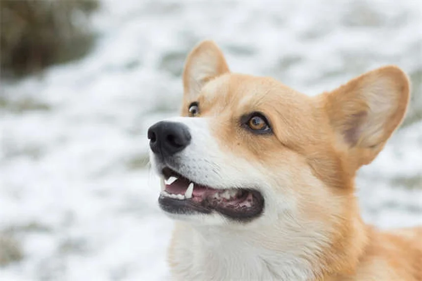 アイルランド原産の犬種8選：歴史と特徴を徹底解説