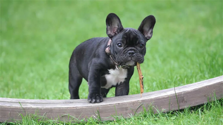 愛犬のベッドのダニ・菌を徹底除去！安全な寝床を作る5つの方法