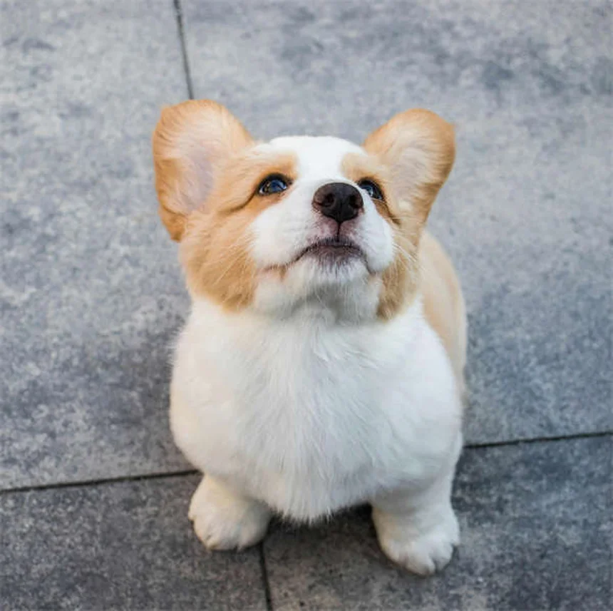 犬のキャリーの選び方：用途別おすすめ5タイプとサイズの測り方