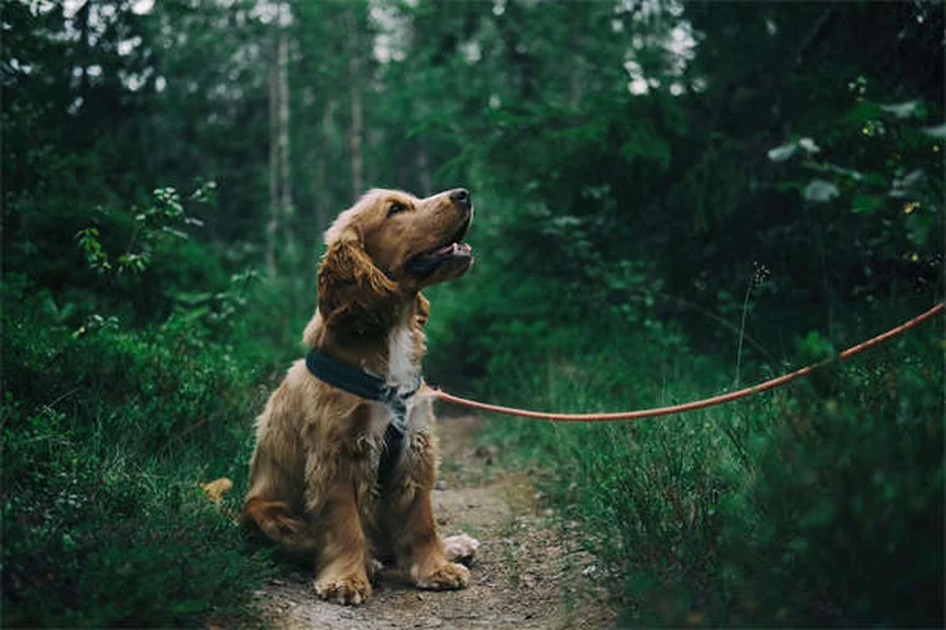 犬のキャリーの選び方：用途別おすすめ5タイプとサイズの測り方