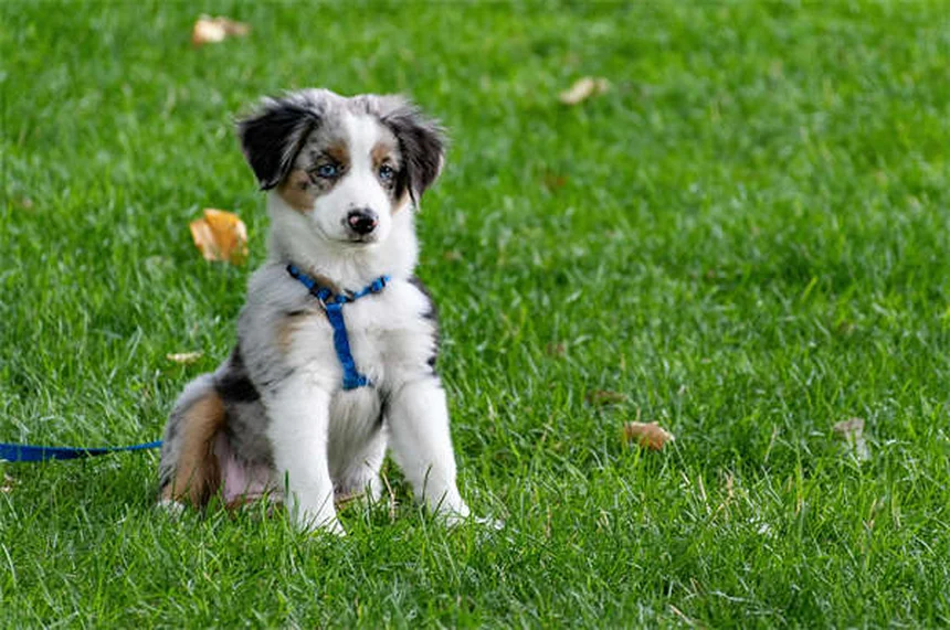犬・猫の不整脈治療薬「ソタロール」：効果、副作用、飼い主が知るべきすべて